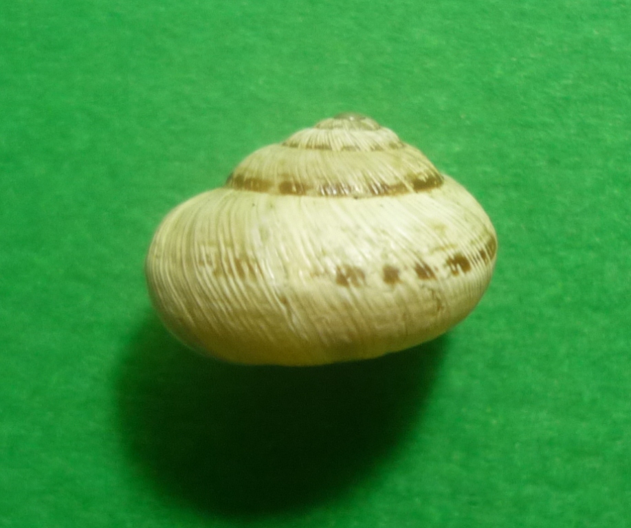 Cernuella enigmatica da Viterbo